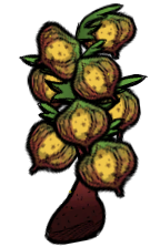 Grubfruit Plant.png